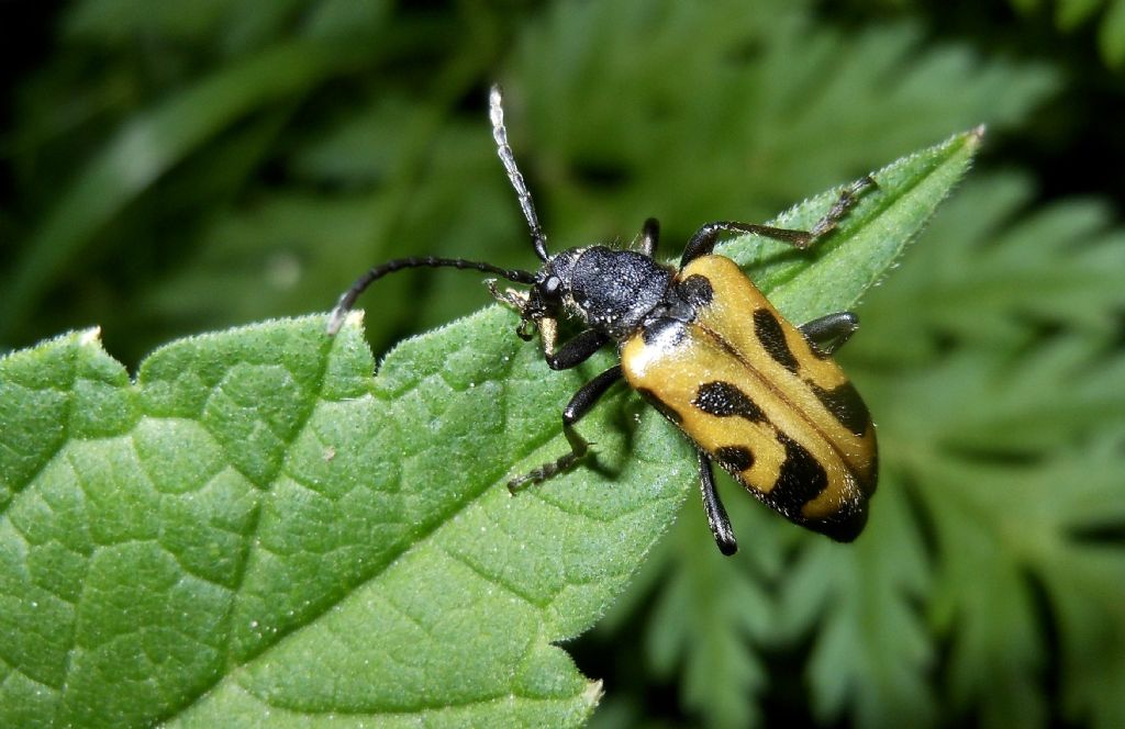 In Valnontey (Cogne): Brachyta interrogationis (Cerambycidae)